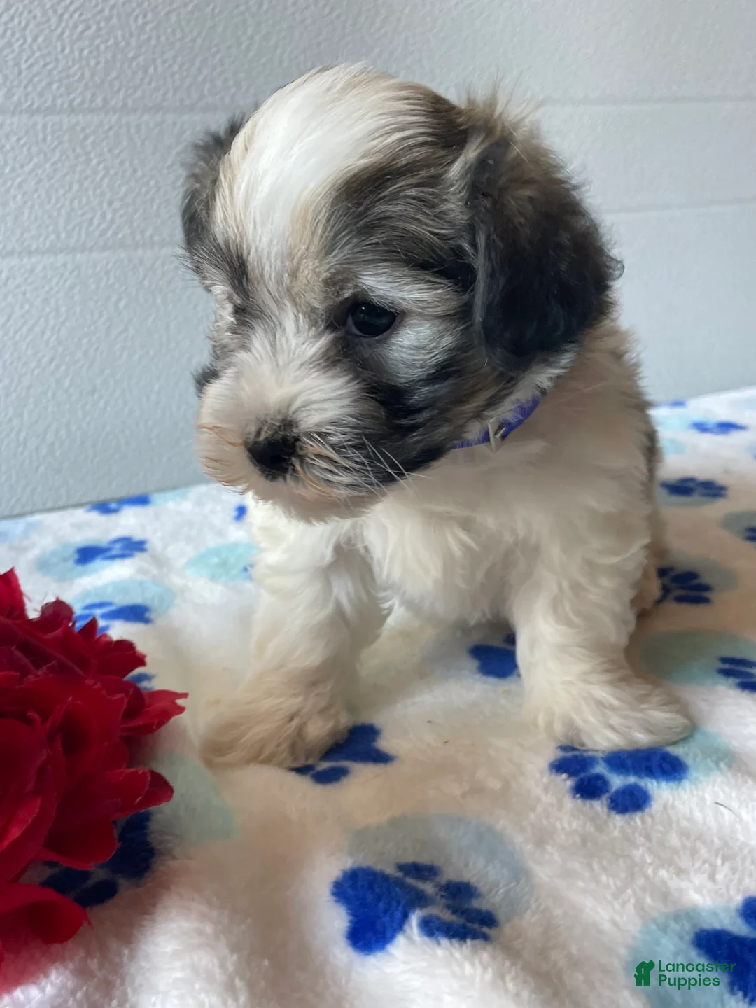 Havanese dogs for sale: Louie - Ad 2