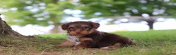 Yorkiepoo dogs for sale: Nougat - Ad 4