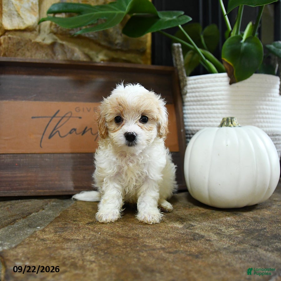 Maltipoo dogs Xerxes - Ad 2