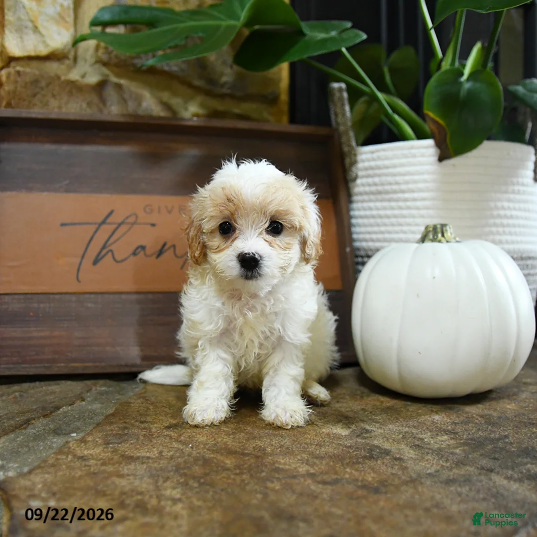 Maltipoo dogs for sale: Xerxes - Ad 2
