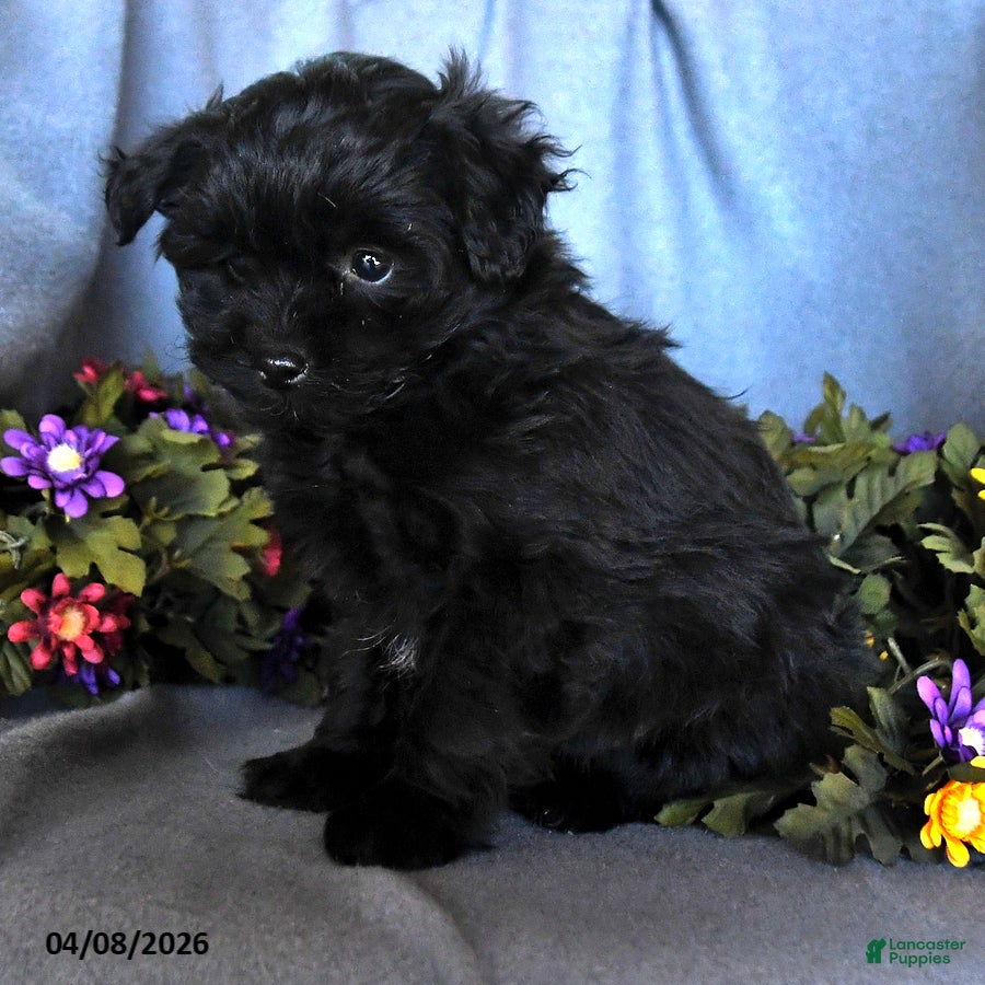 Pomapoo dogs Star - Ad 2