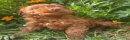 Cockapoo dogs for sale: Rover - Ad 4
