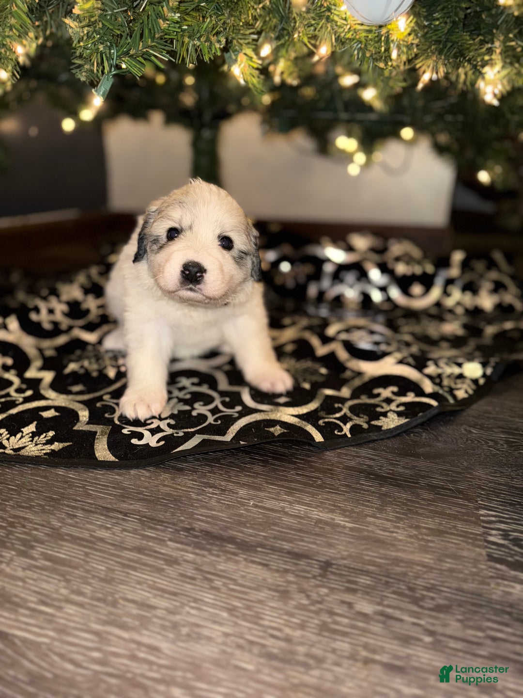 Great Pyrenees dogs for sale: Maple- purple - Ad 1
