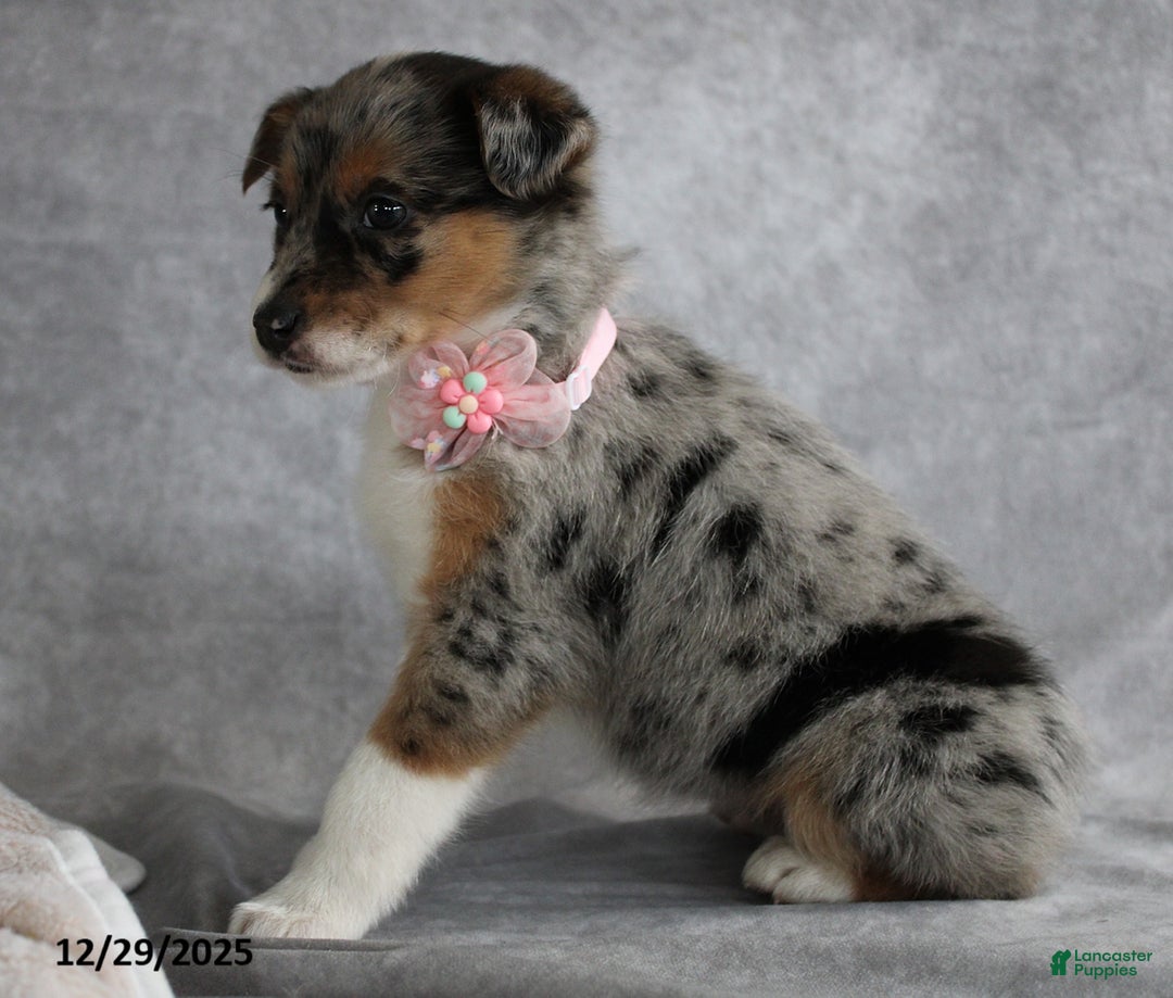 Mixed Breed dogs for sale: Amelia - Ad 3