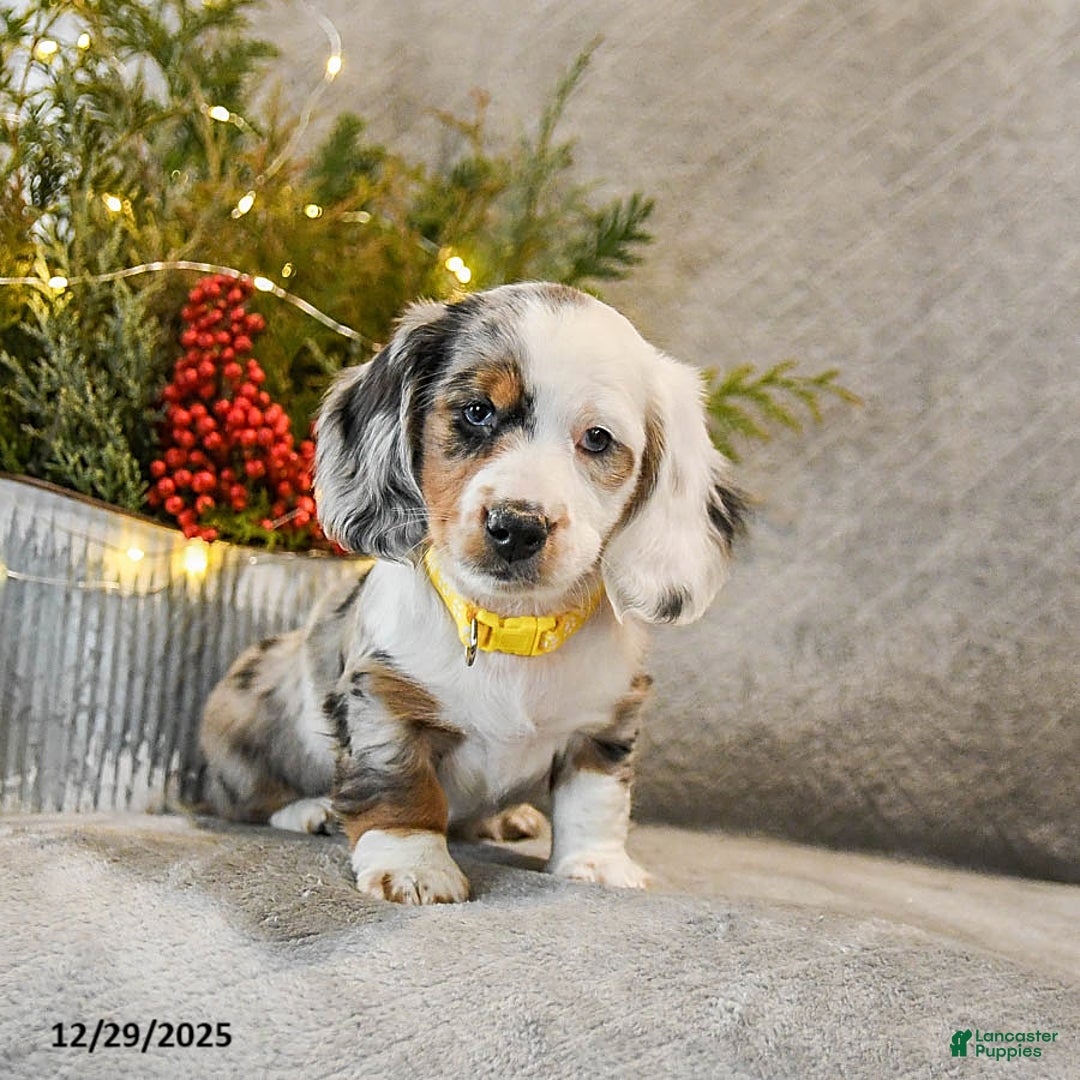 Dachshund dogs for sale: Taffy - Ad 4