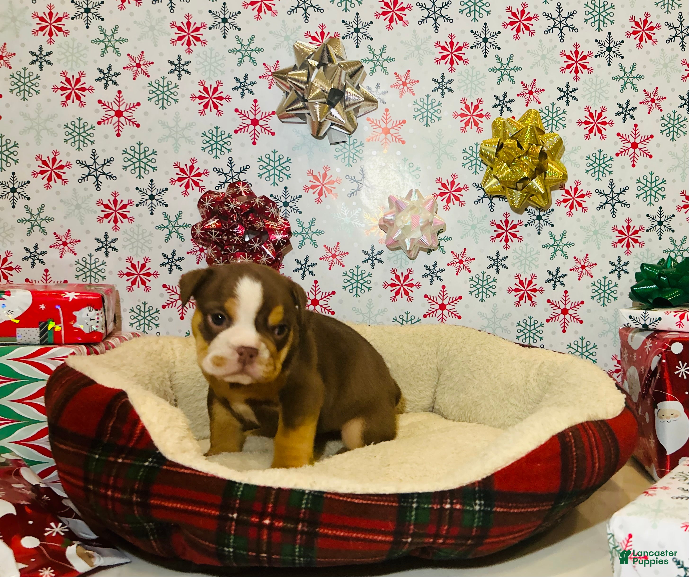 English Bulldog dogs Ruby - Ad 9