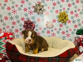 English Bulldog dogs Ruby - Ad 42