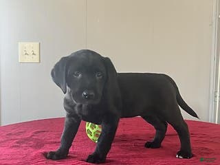 Labrador Retriever dogs Twinkle - Ad 41