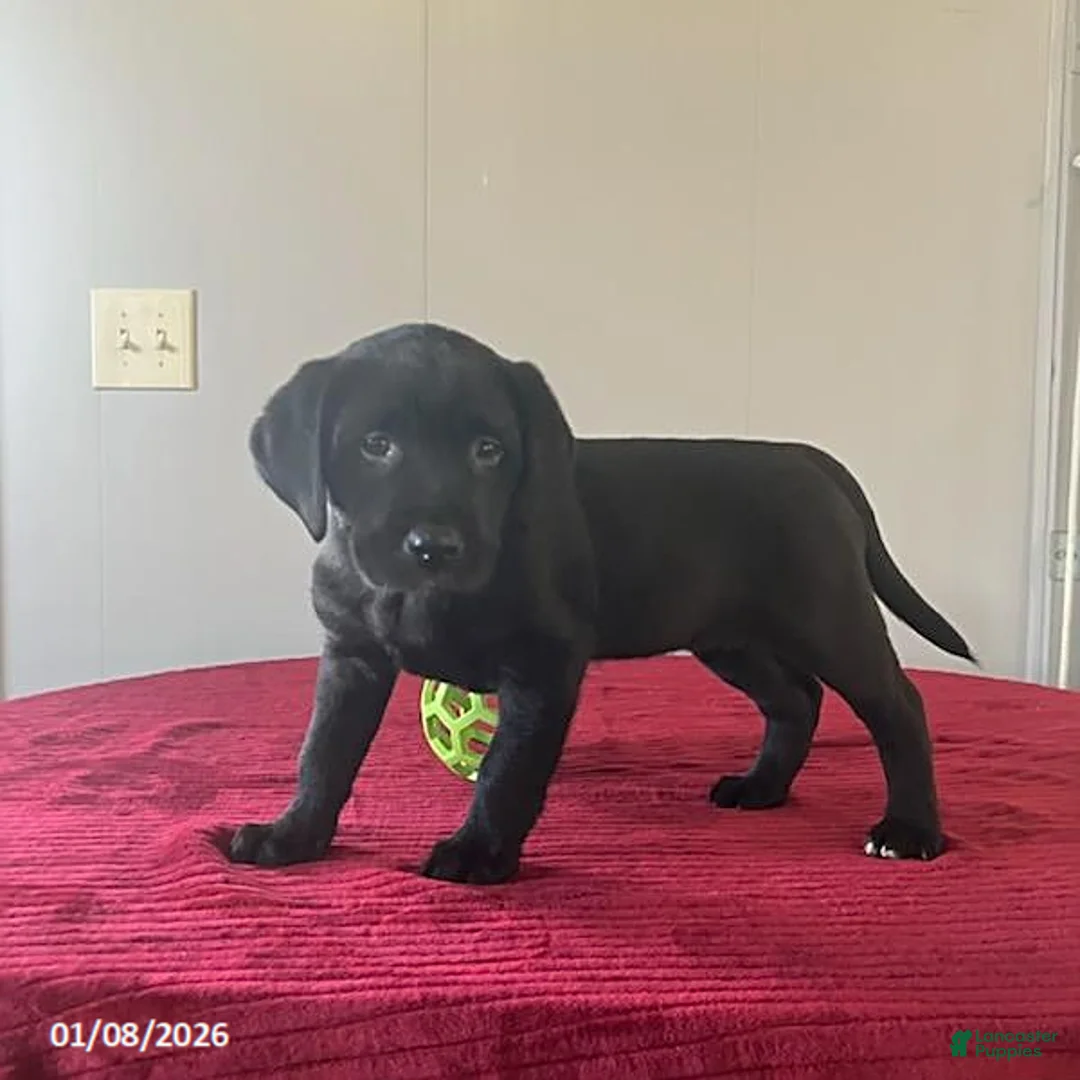 Labrador Retriever dogs for sale: Twinkle - Ad 9