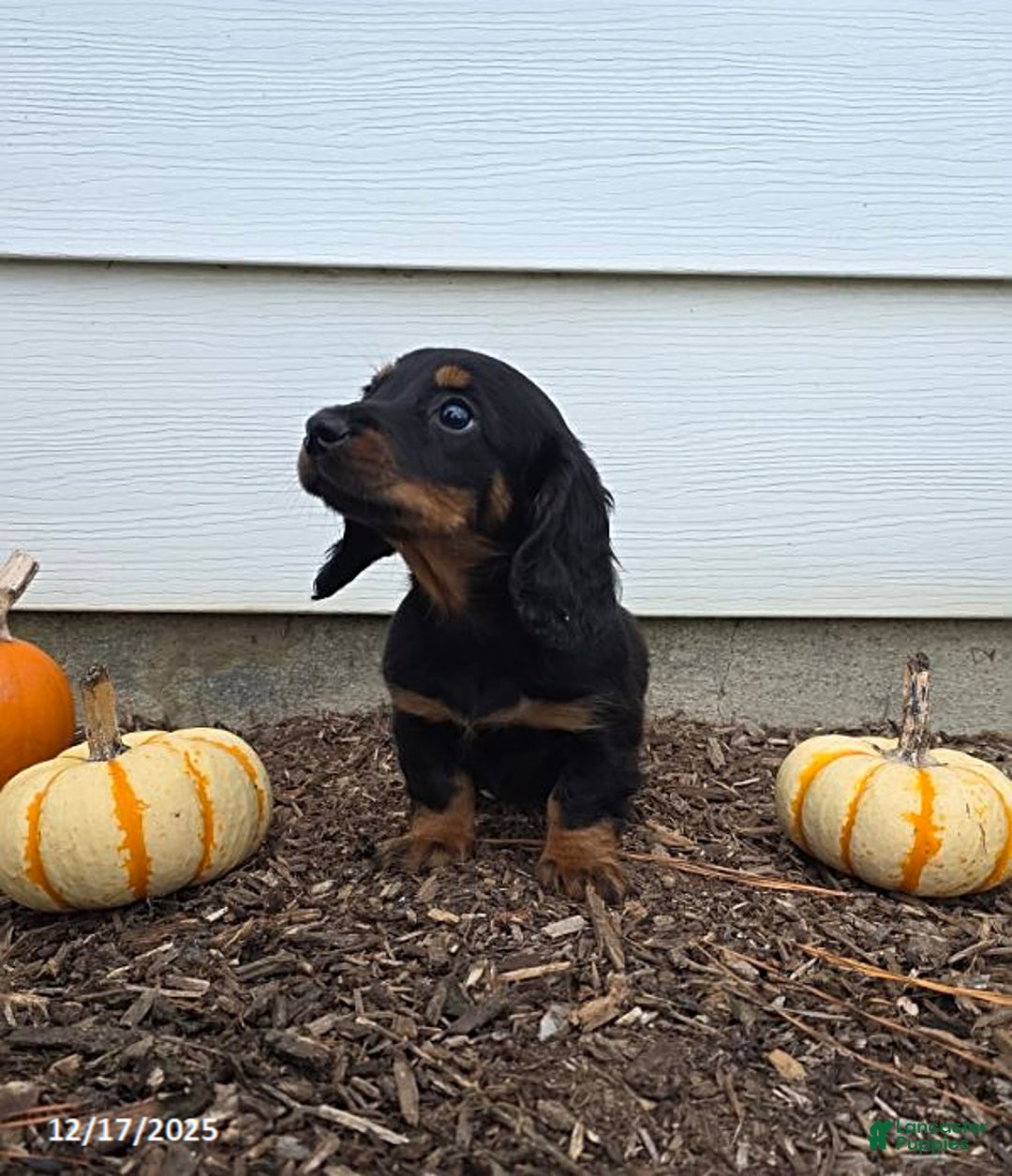 Miniature Dachshund dogs for sale: Stacey - Ad 5