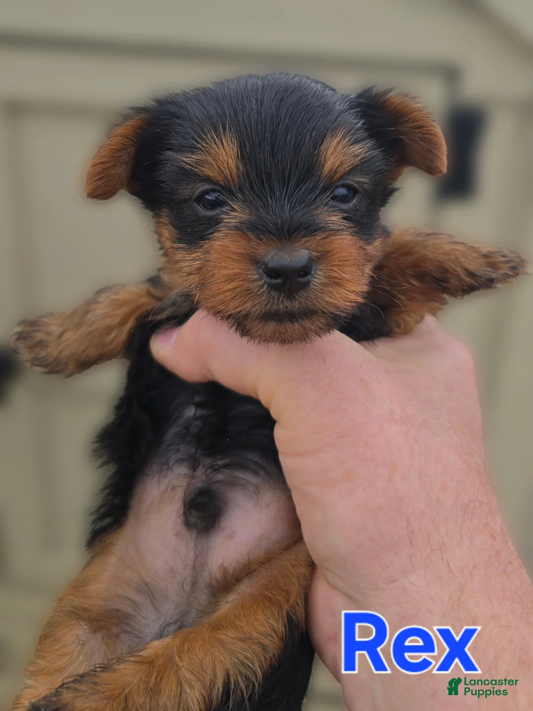 Yorkshire Terrier dogs for sale: Rex - Ad 1