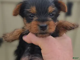 Yorkshire Terrier dogs Rex - Ad 8