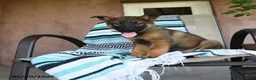 German Shepherd dogs for sale: Gertrude - Ad 5