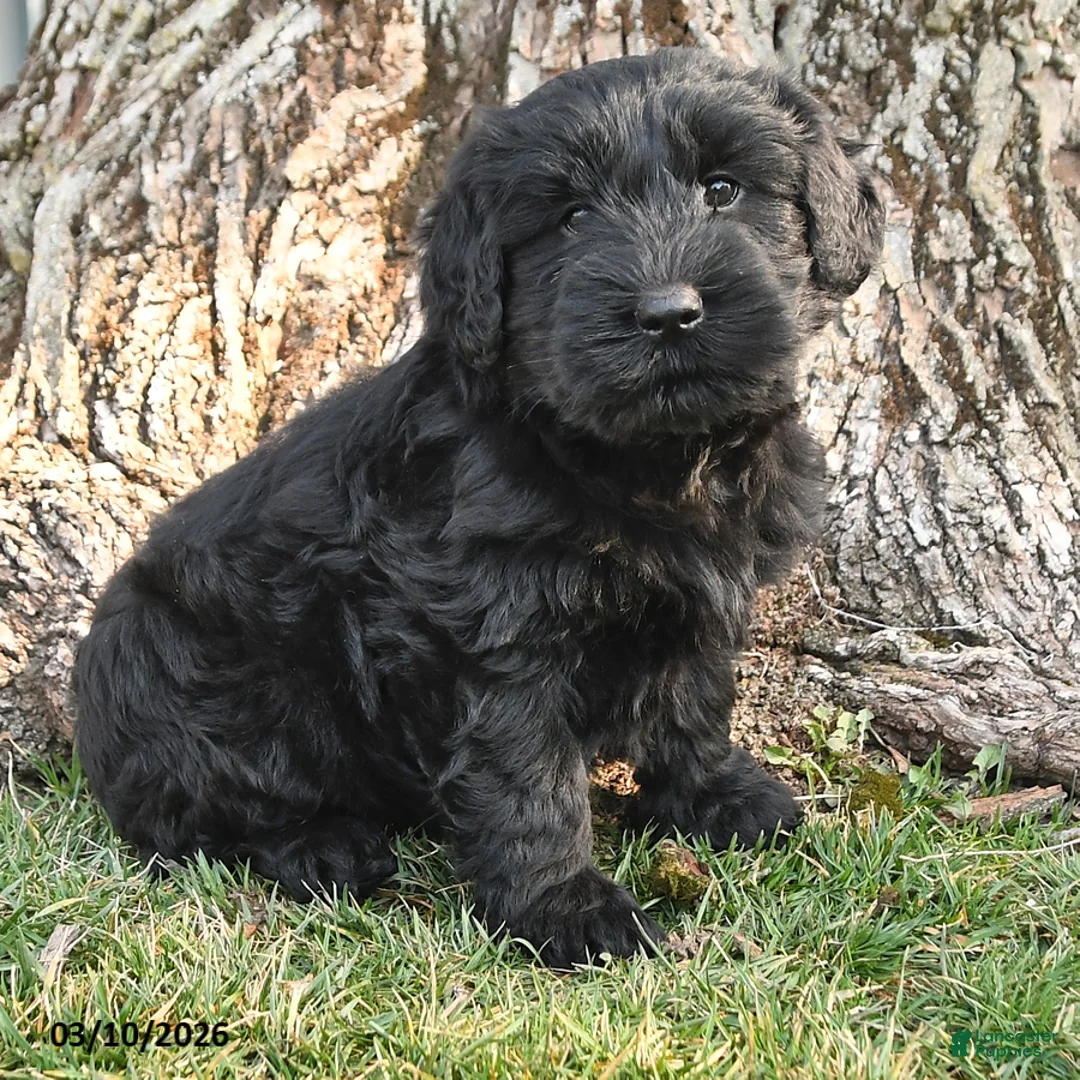 Schnauzer dogs for sale: Poppy - Ad 3