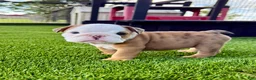 English Bulldog dogs for sale: Madam Mary Kate of Bulldogs Inc. - Ad 4