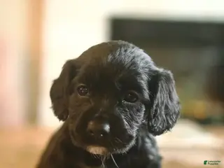 English Cocker Spaniel dogs Diesel - Ad 2