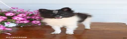 Pomeranian dogs for sale: Mark - Ad 3