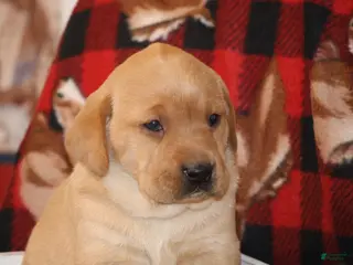 Labrador Retriever dogs Lainey - Ad 8