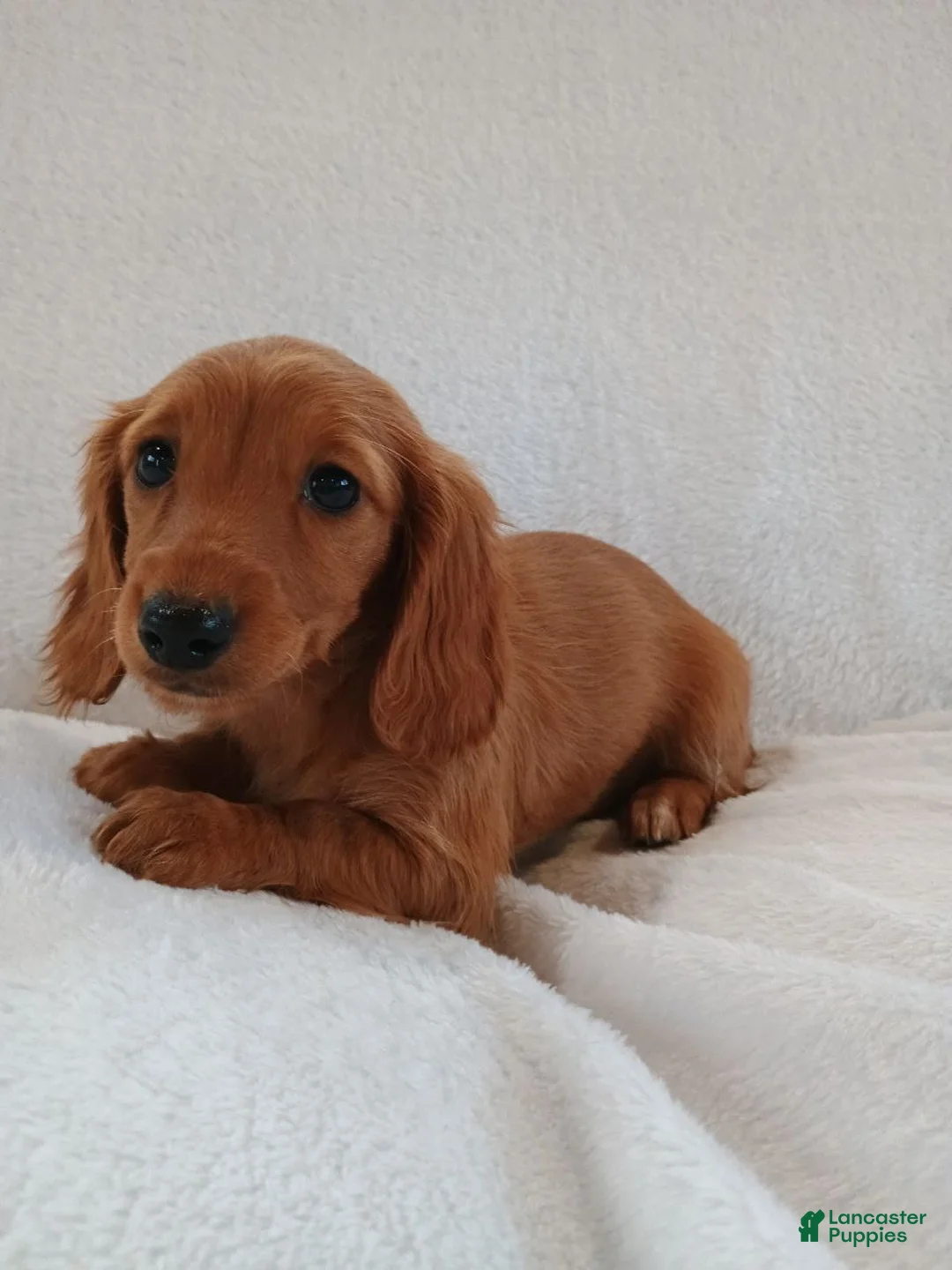Miniature Dachshund dogs for sale: Sandy  - Ad 2