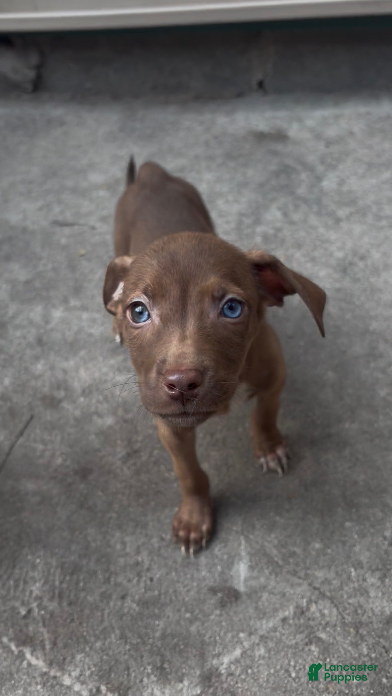 Dalia (Pitsky, Female) in Philadelphia, PA