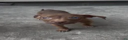 Pitsky dogs for sale: DALIA - Ad 1