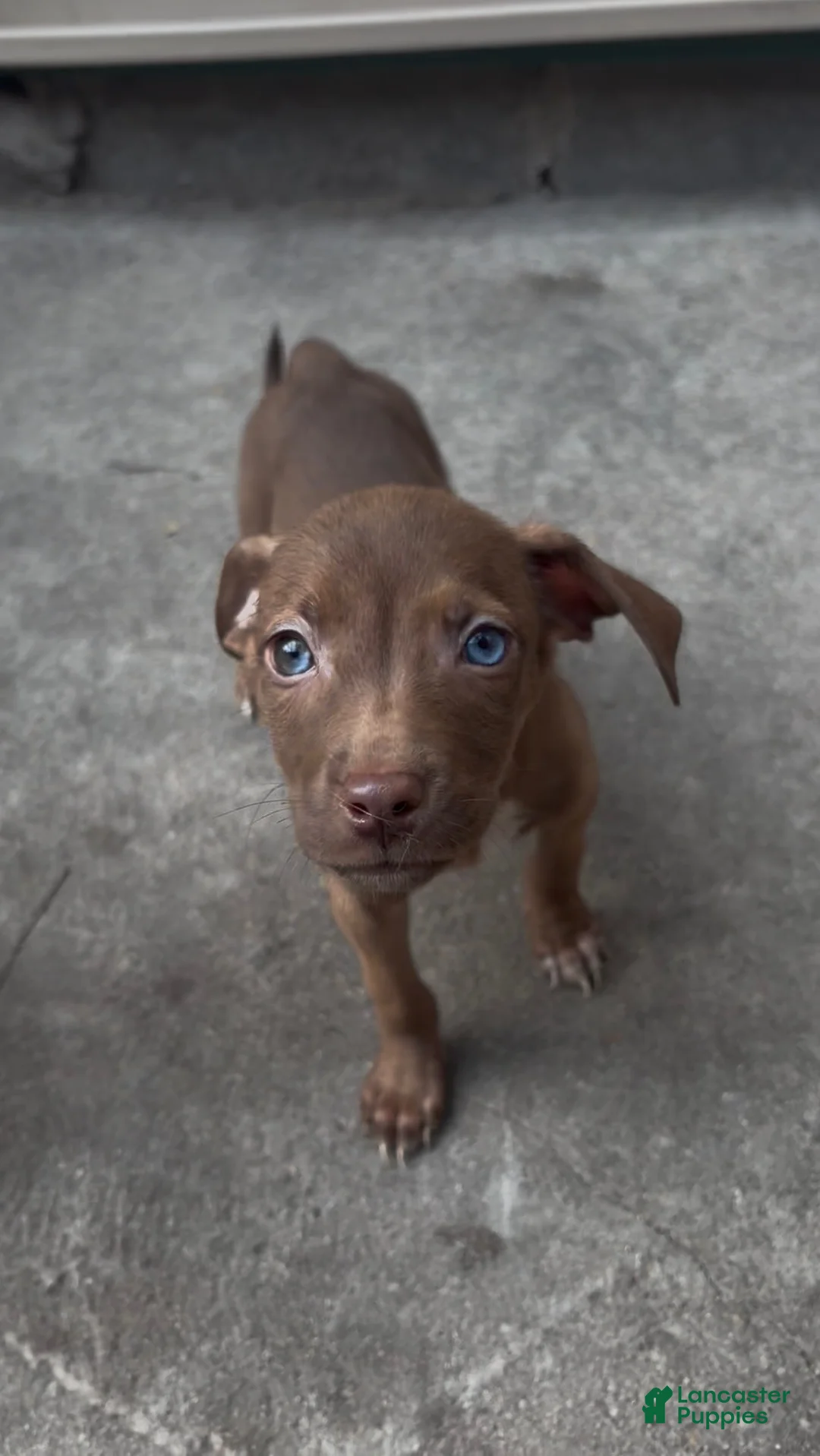 Pitsky dogs for sale: DALIA - Ad 1