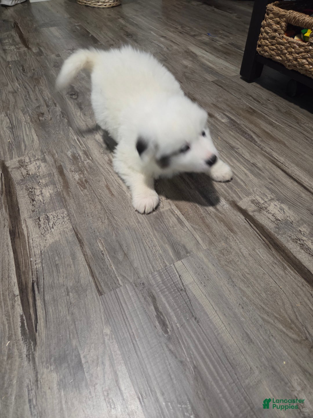 Great Pyrenees dogs for sale: Rita - Ad 3