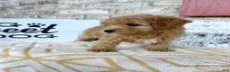 Cavapoo dogs for sale: Remi - Ad 4
