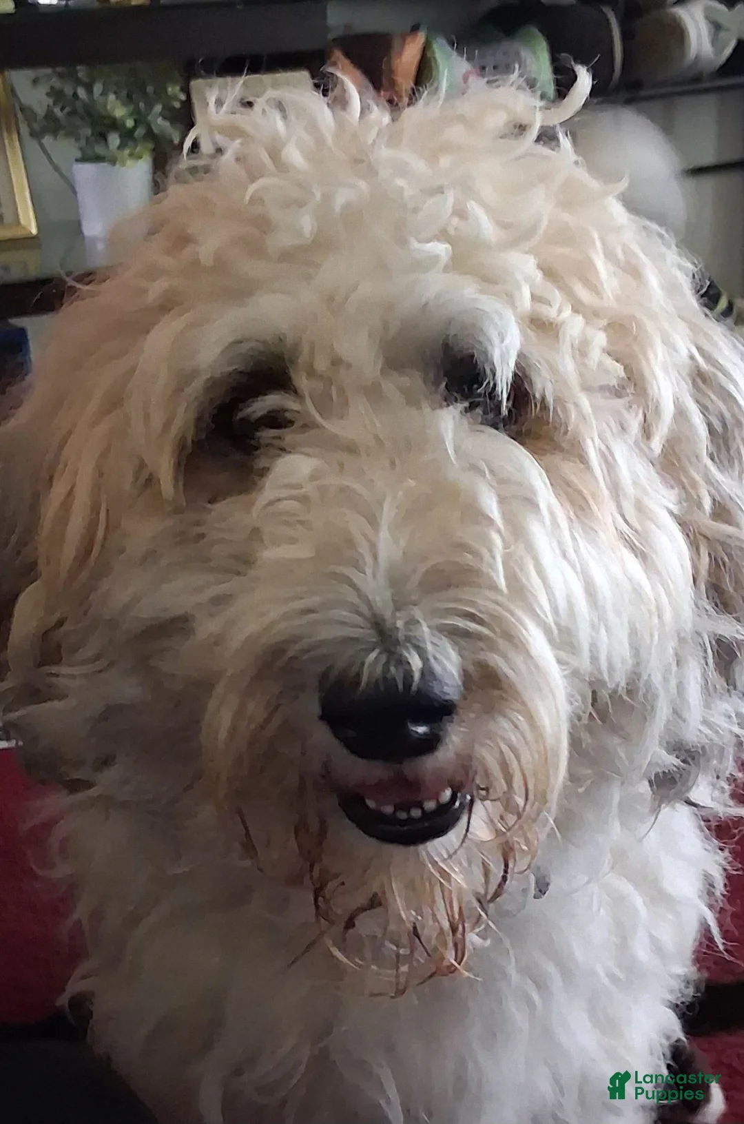 Bernedoodle dogs for sale: Bernedoodle 7 - Ad 2