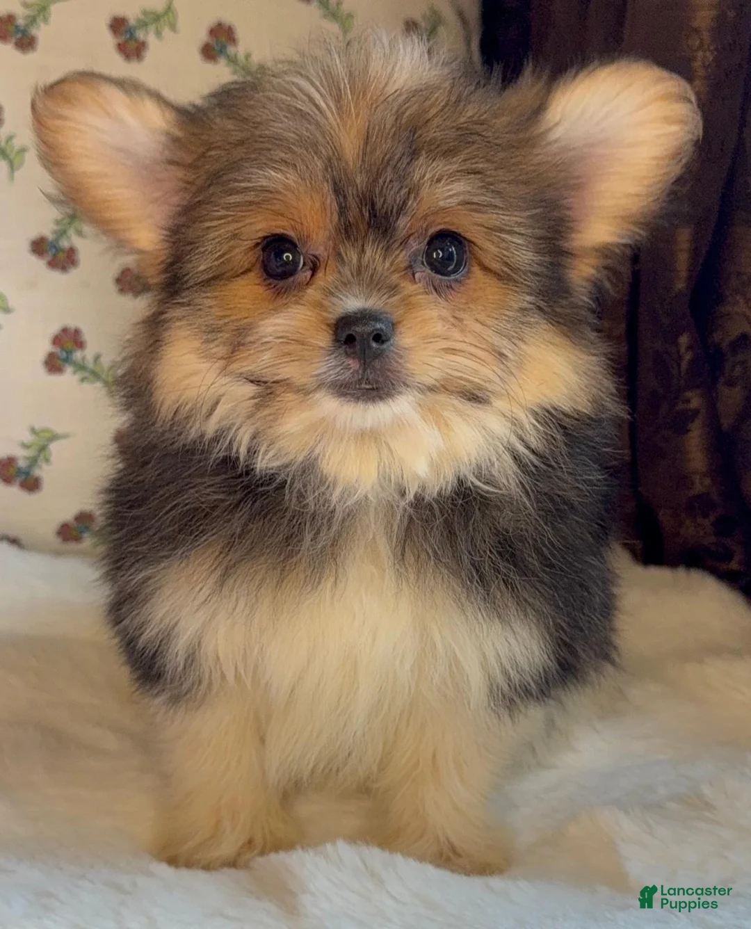 Mixed Breed dogs for sale: Designer Breed Yorkishire Terrier, Pomeranian Mix Puppy Female Daisy - Ad 2