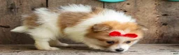 Pomeranian dogs for sale: Eric🐾 - Ad 14