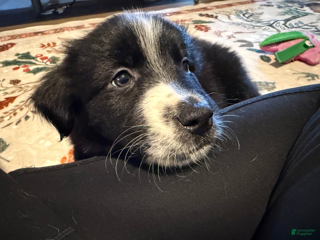 Mixed Breed dogs for sale: Mixed Breed Puppy 4 - Ad 4