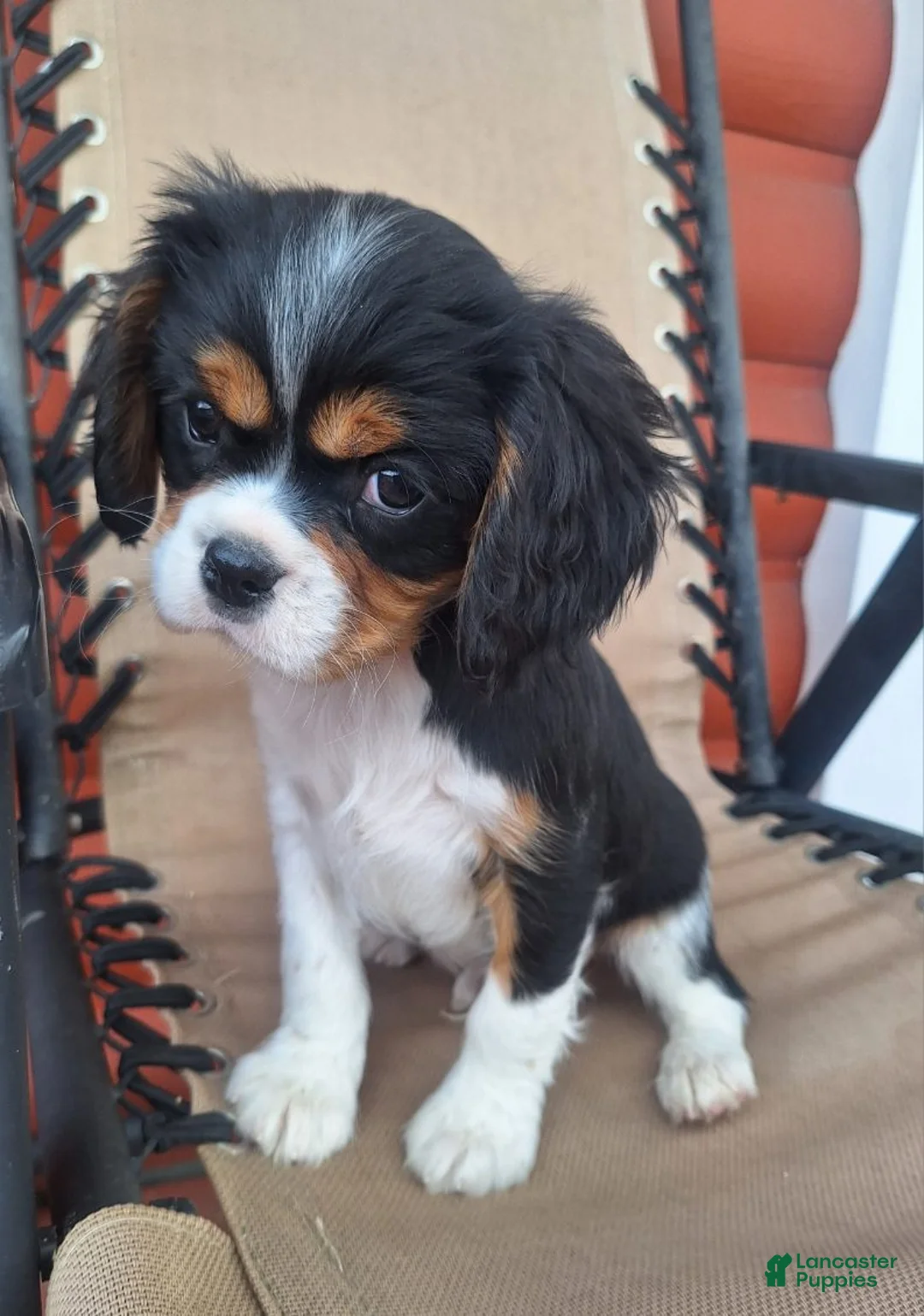 Cavalier King Charles Spaniel dogs for sale: Max - Ad 2