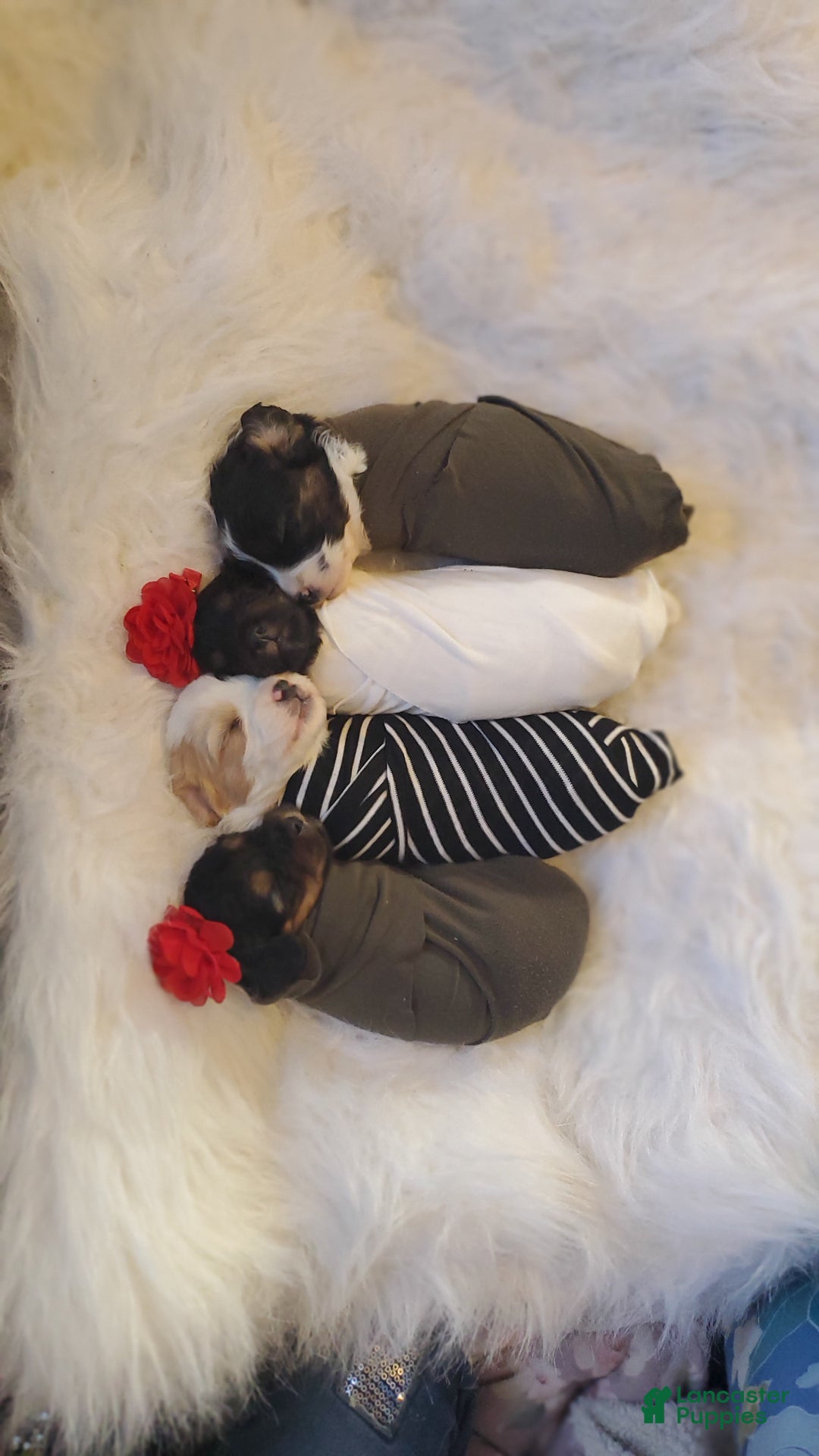 Cavapoo dogs for sale: Bow - Ad 2