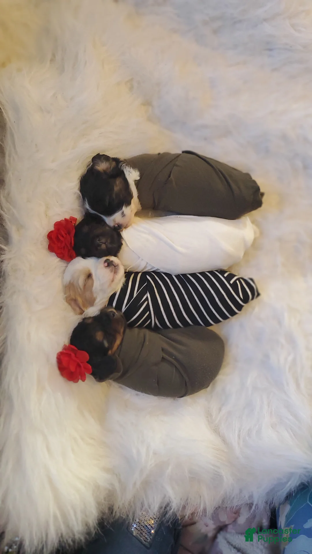 Cavapoo dogs for sale: Bow - Ad 4