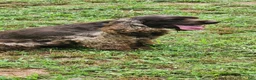 Cocker Spaniel dogs for sale: Cocker Spaniel 6 - Ad 9