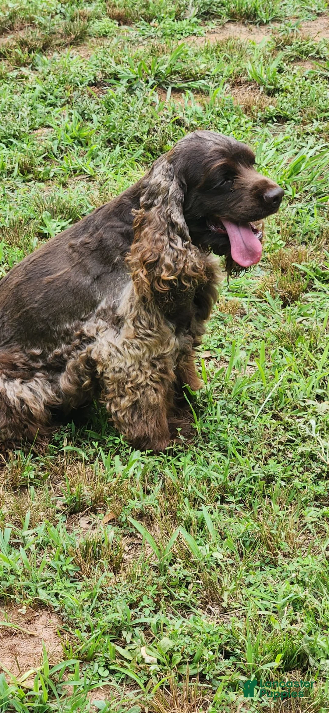 Cocker Spaniel dogs for sale: Cocker Spaniel 6 - Ad 9