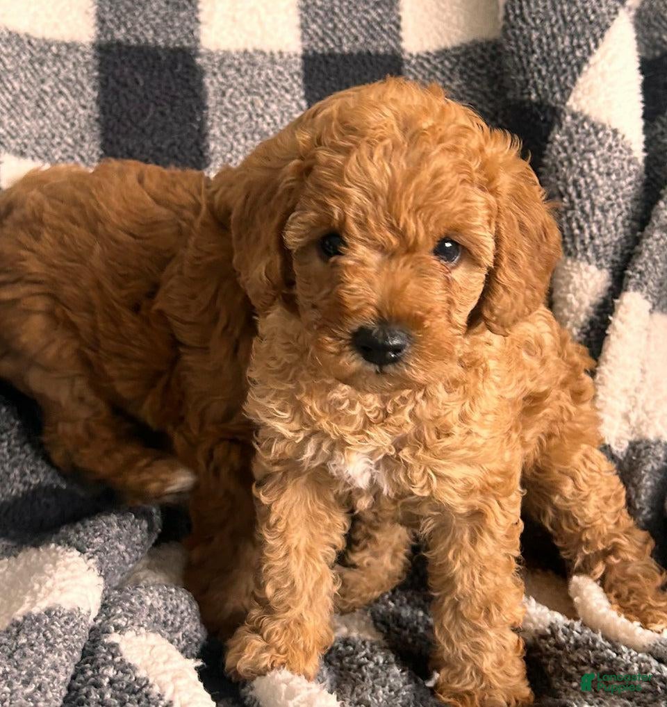 Cavapoo dogs Lola - Ad 35
