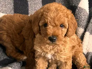 Cavapoo dogs Lola - Ad 35