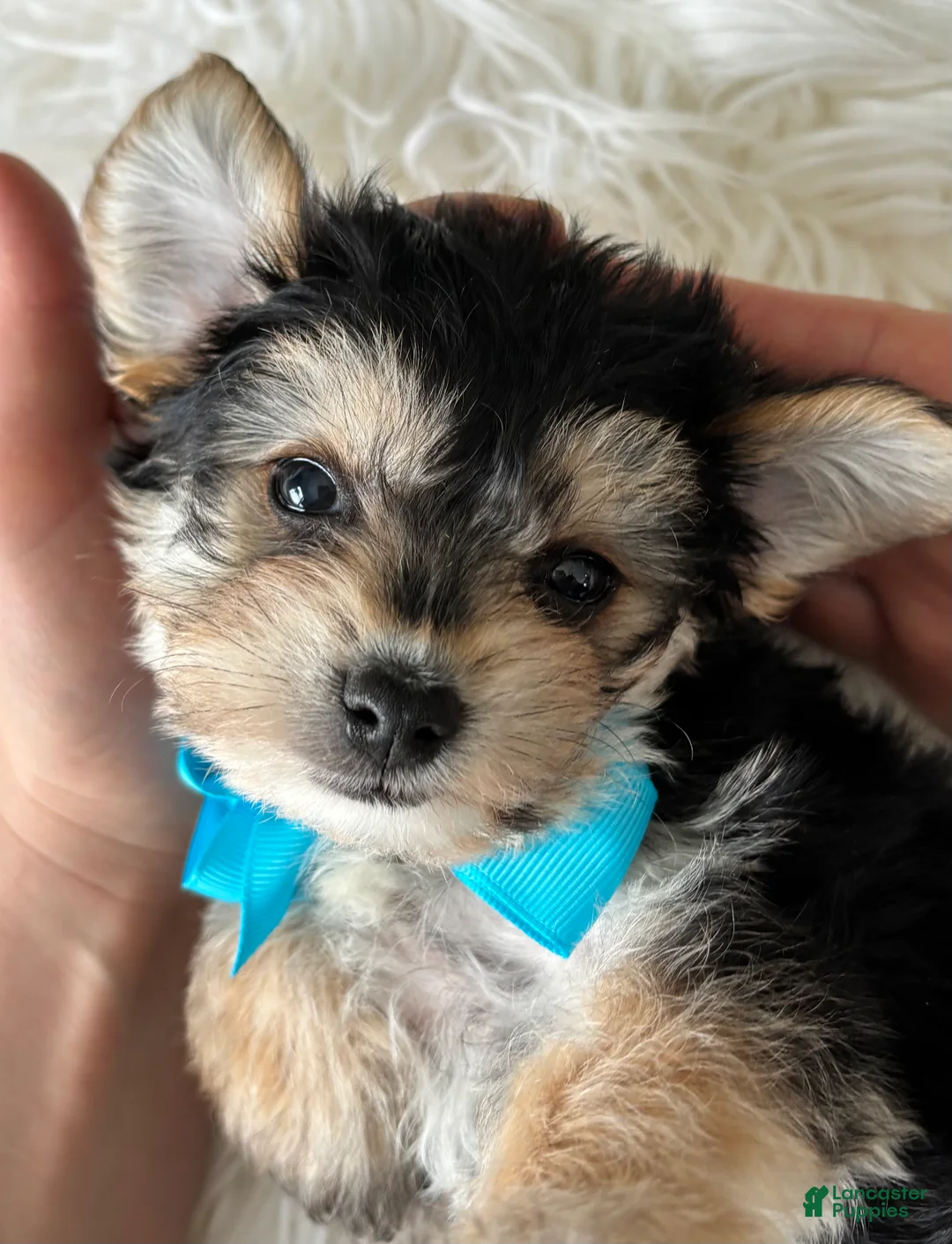 Morkie dogs for sale: Preston - Ad 21