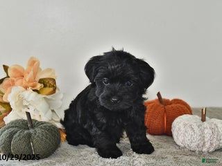 Yorkiepoo dogs - Ad 40
