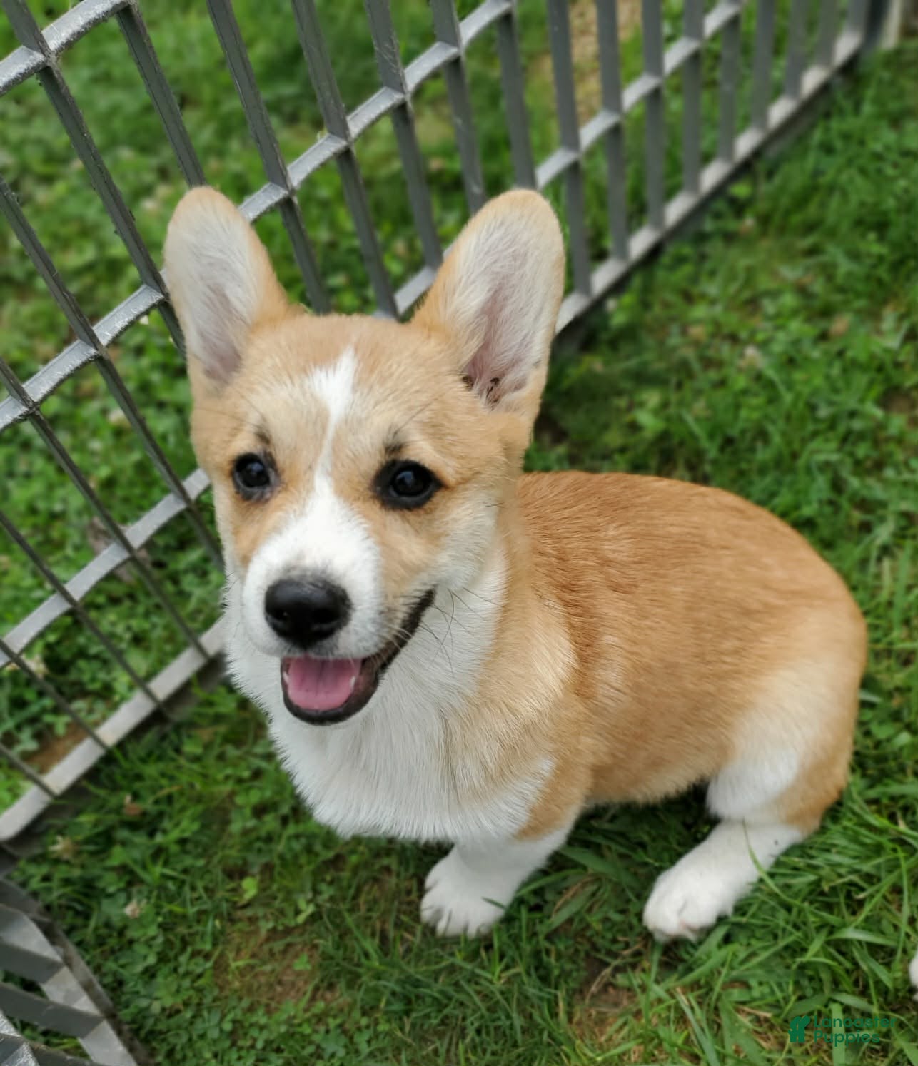 Welsh Corgi Pembroke dogs Ace - Ad 1
