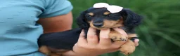 Miniature Dachshund dogs for sale: Tessa 💞 - Ad 12