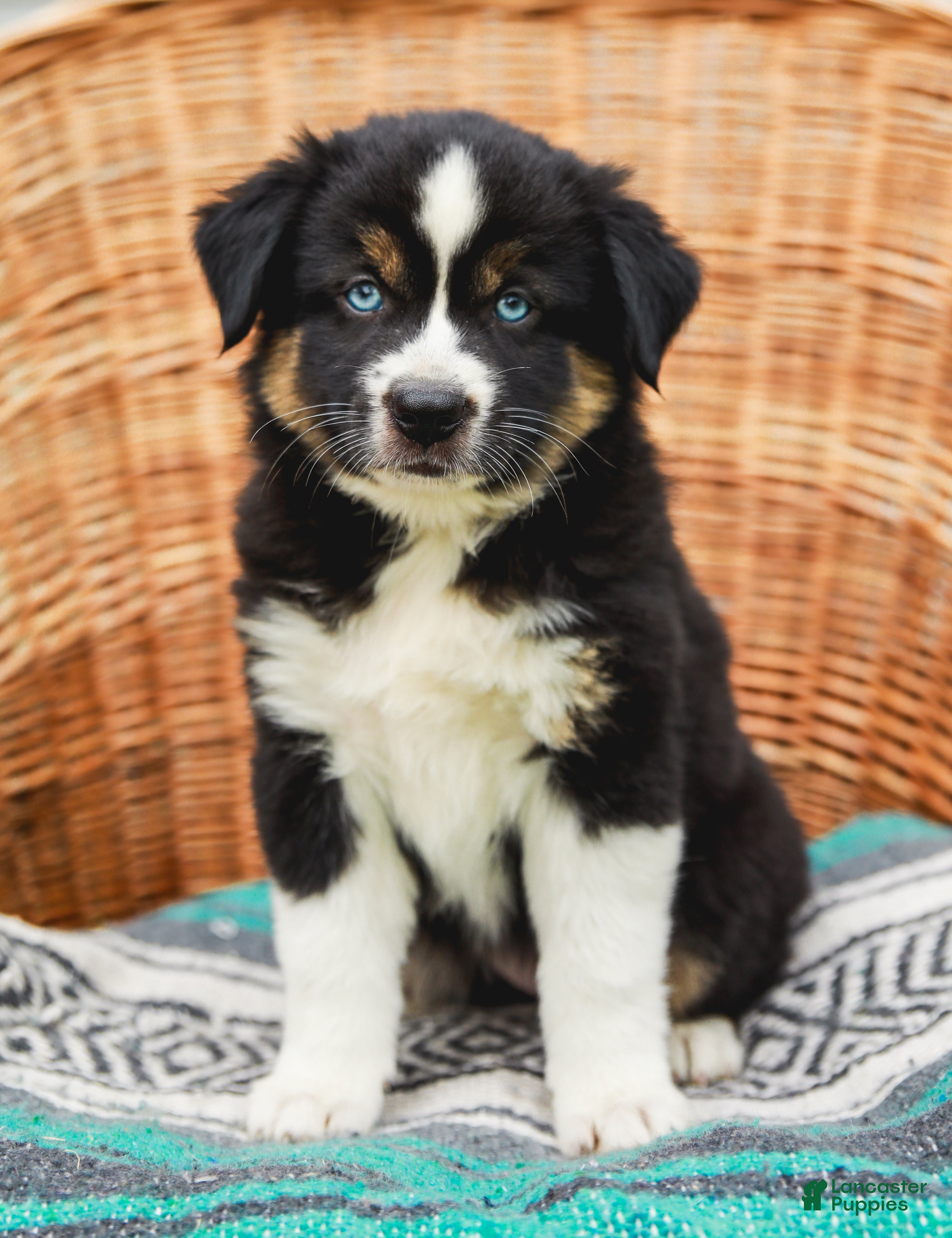 Miniature Australian Shepherd dogs Miley - Ad 1