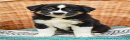 Miniature Australian Shepherd dogs for sale: Miley - Ad 1