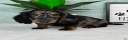 Miniature Dachshund dogs for sale: Dax - Ad 4