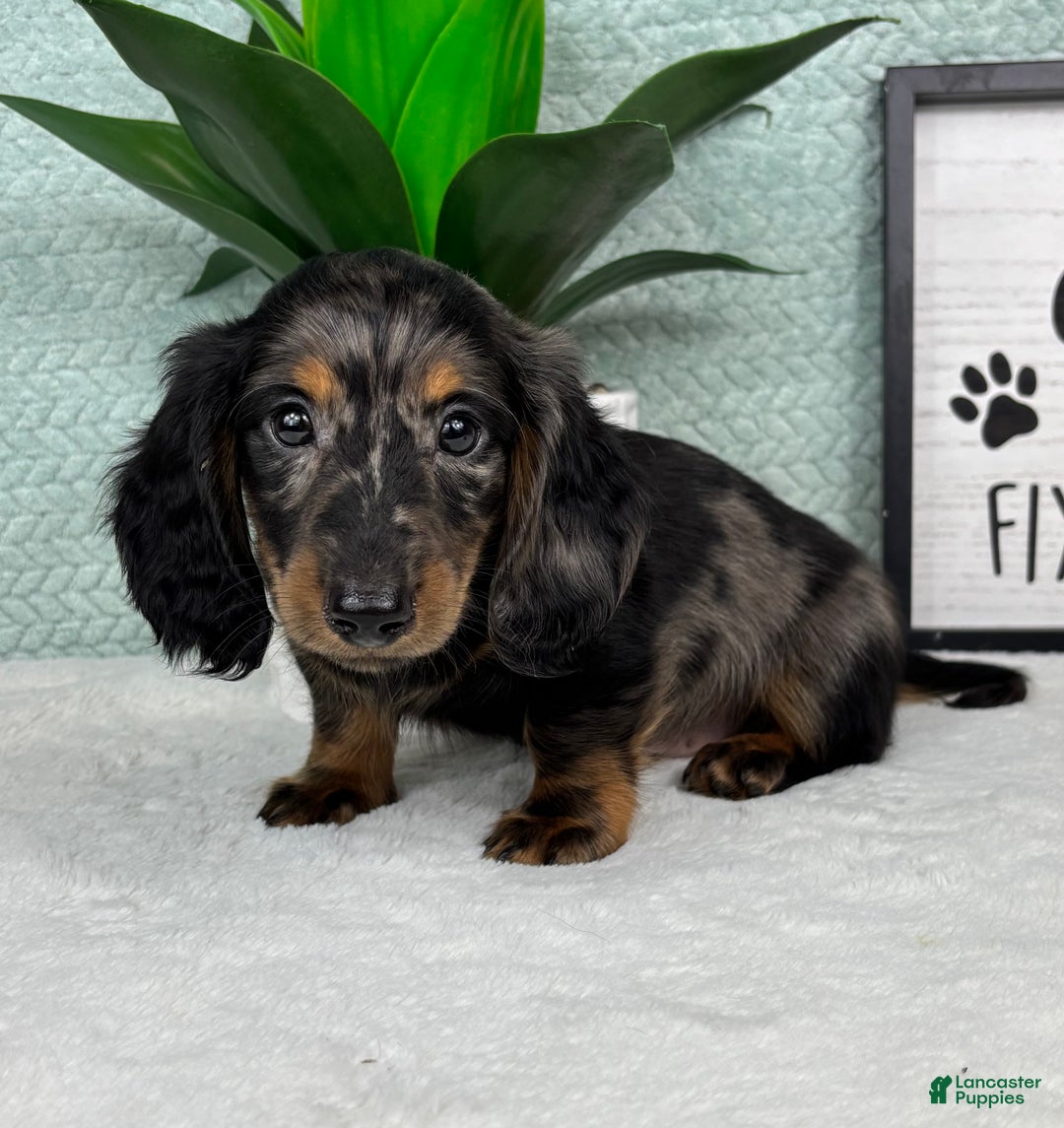 Miniature Dachshund dogs for sale: Dax - Ad 4