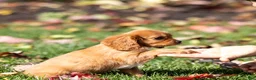Cavalier King Charles Spaniel dogs for sale: Chipy - Ad 4