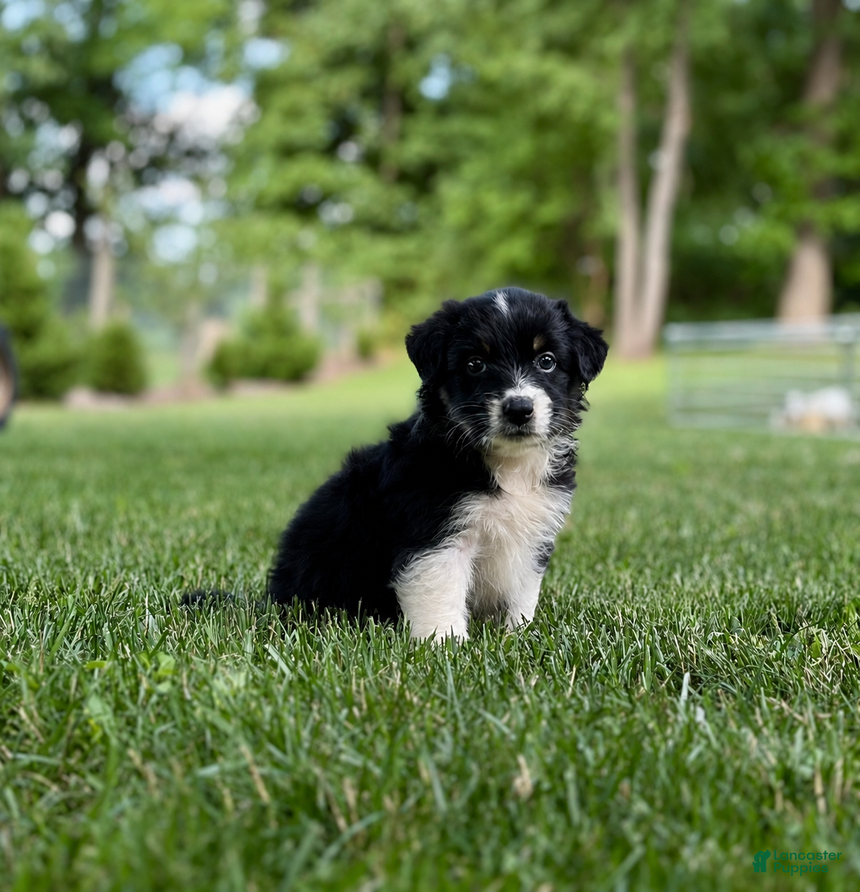 Australian Shepherd dogs Marley - Ad 2