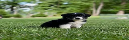 Australian Shepherd dogs for sale: Marley - Ad 2